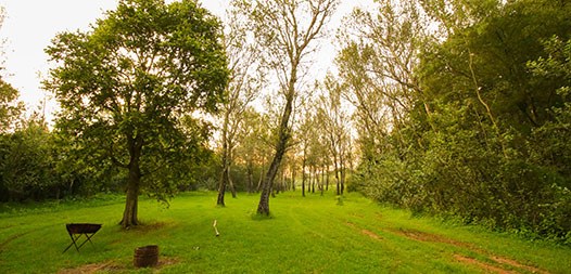 Shaded caravan and camping grounds at Nkwe