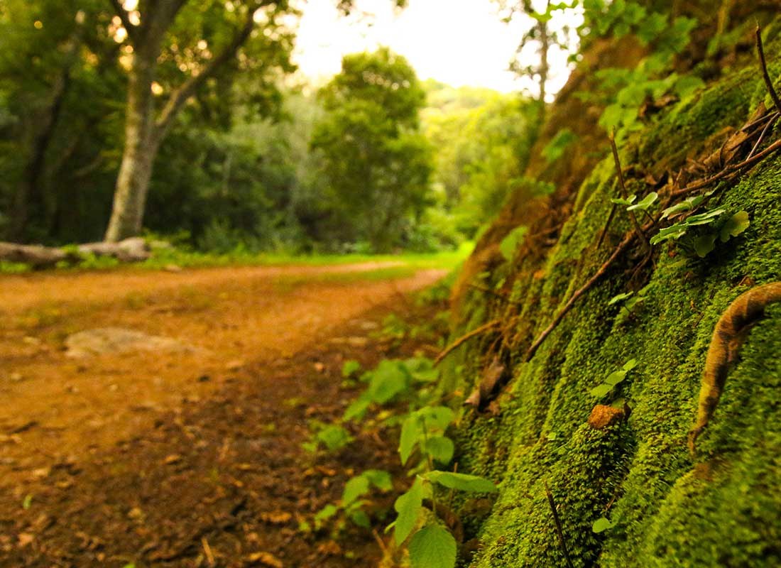 A shady riverside path